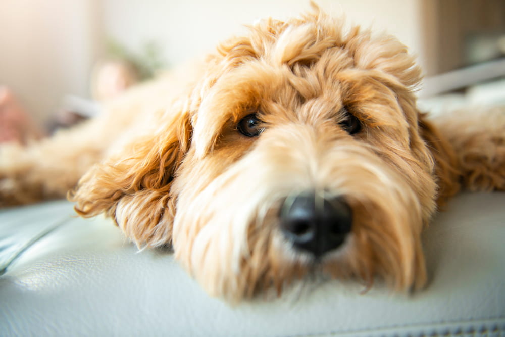Closeup of Labradoodle face