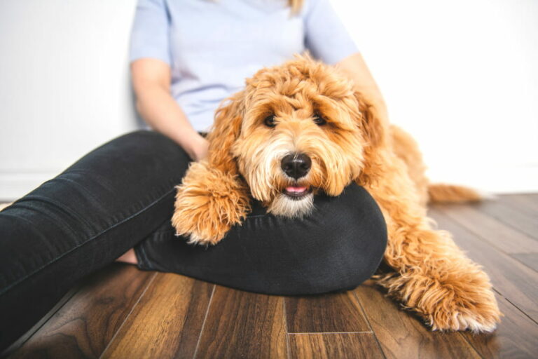 Labradoodle dog on woman's lap