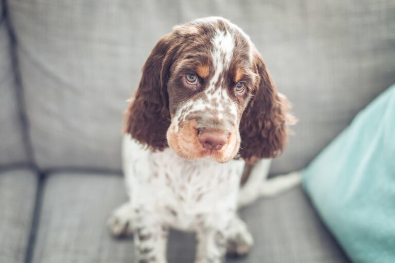 Dog with allergies