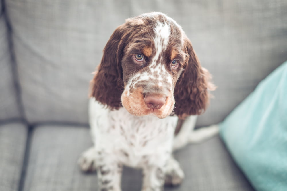Benadryl for Dogs Benadryl for Dogs