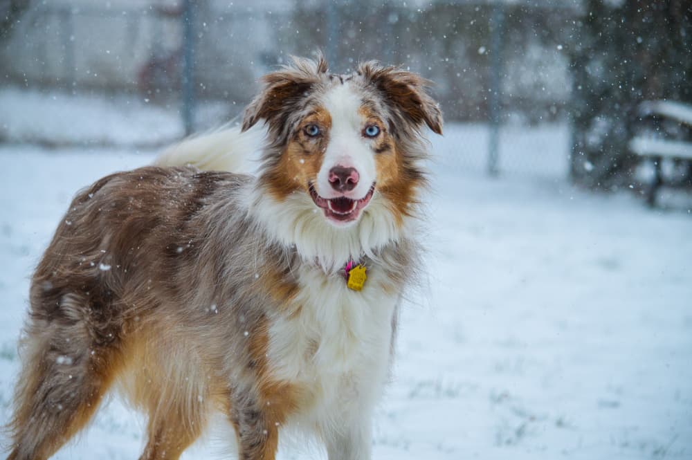 Australian Shepherd Border Collie mix