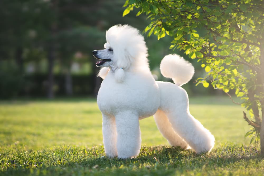 Poodle with a classic cut