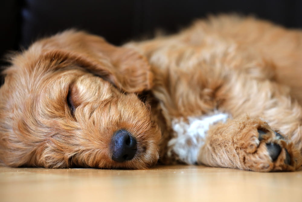 Labradoodle puppy sleeping