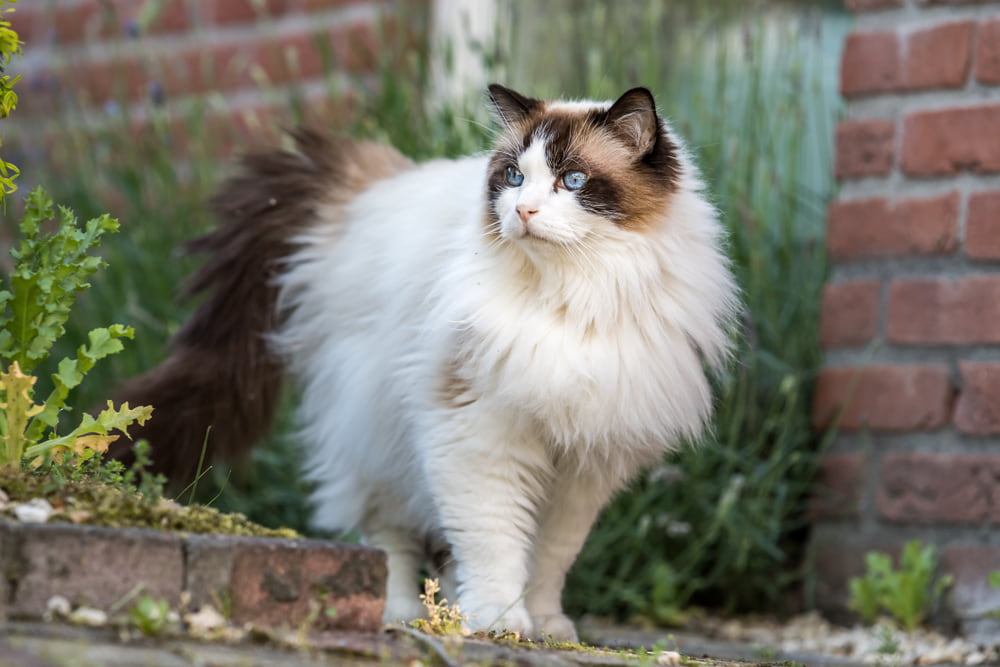 Ragdoll cat outside