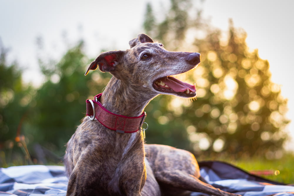 Greyhound Greyhound