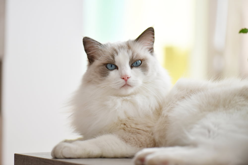 Ragdoll-cat-lounging