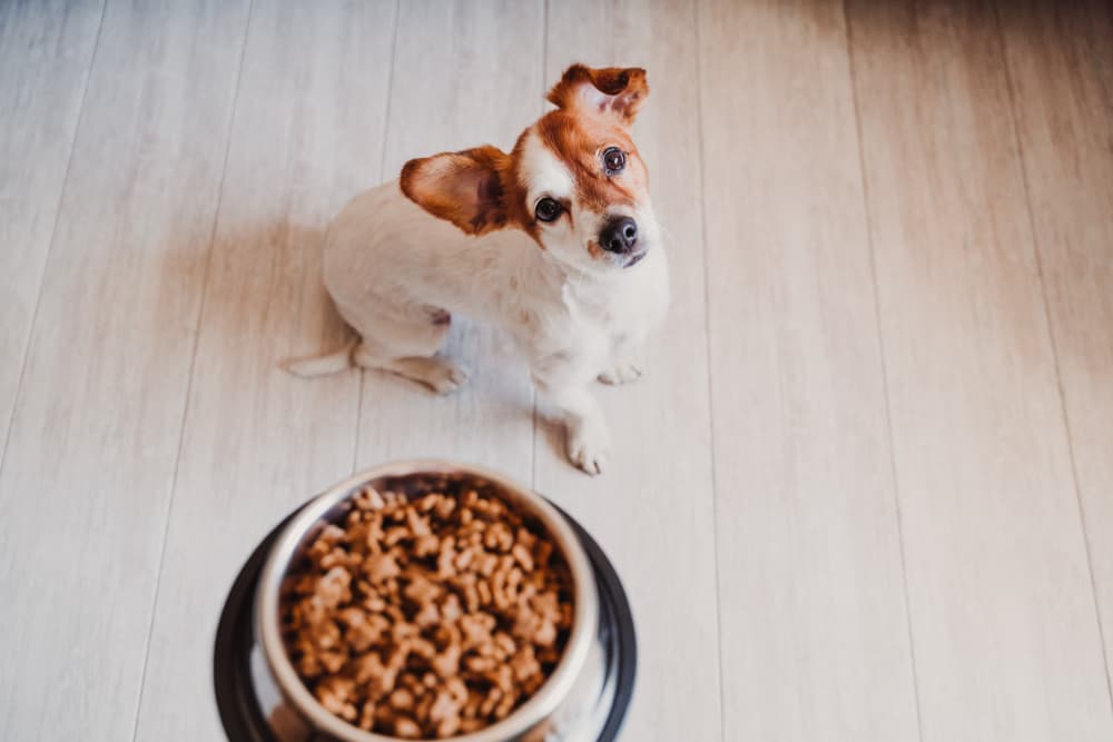 Calcium for Dogs: Why They Need It
