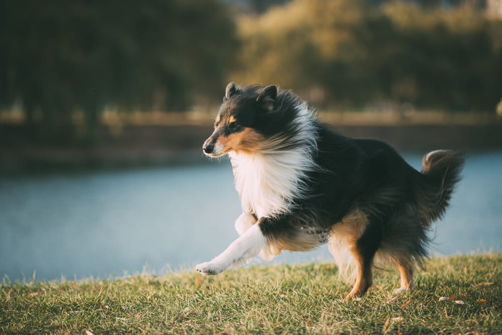 Collie dog running outside