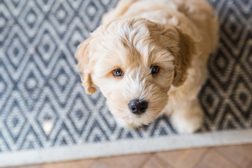Labradoodle-puppy-looking-up