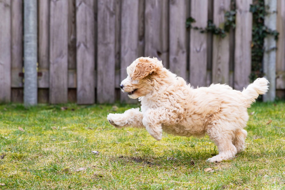 Labradoodle playing in yard