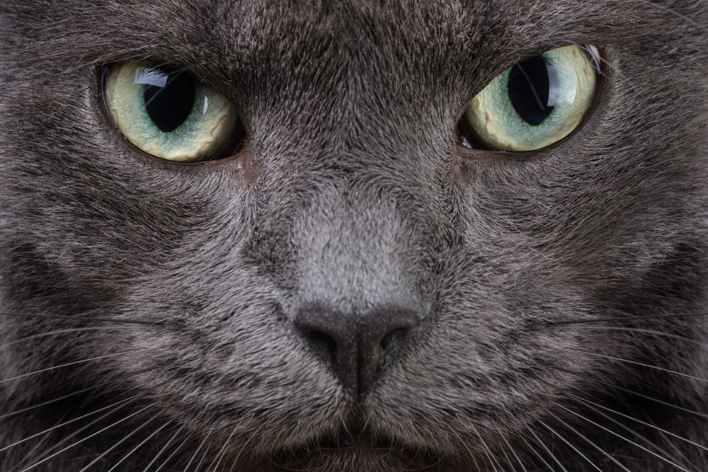 cool looking grey cat