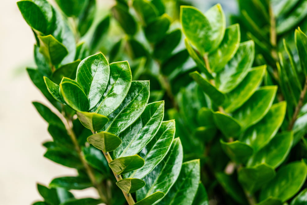 ZZ plant