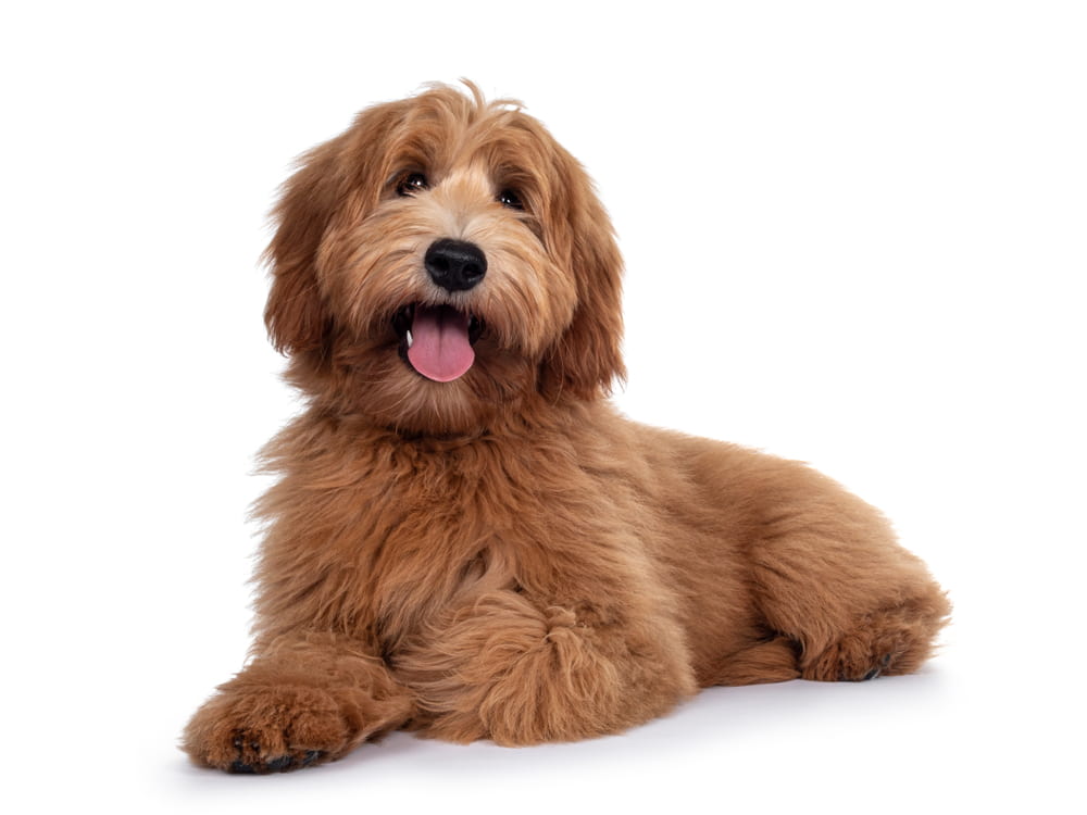 Labradoodle dog on white background