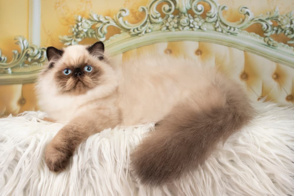 Himalayan Persian cat