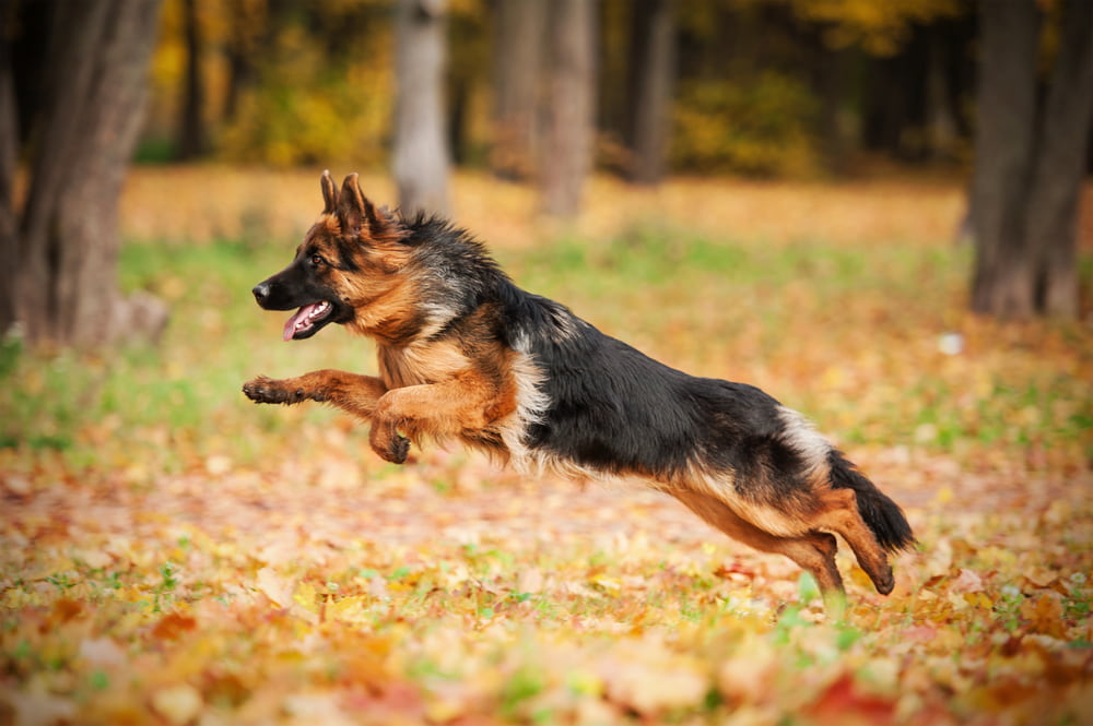 Athletic German Shepherd running