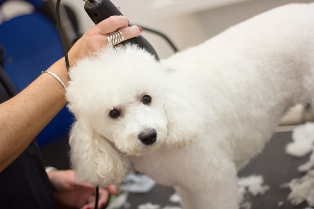 How to Groom a Poodle