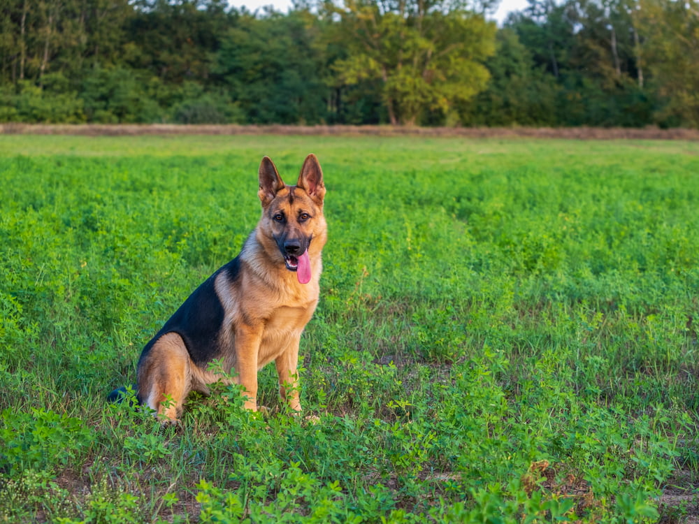German Shepherd resting in yard