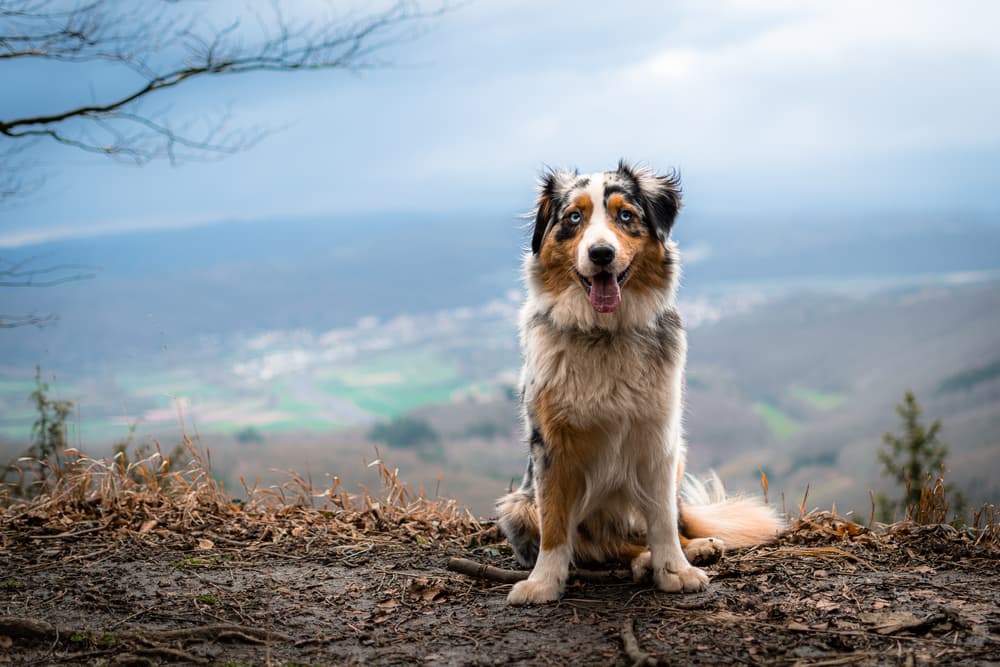Australian Shepherd dog on hike