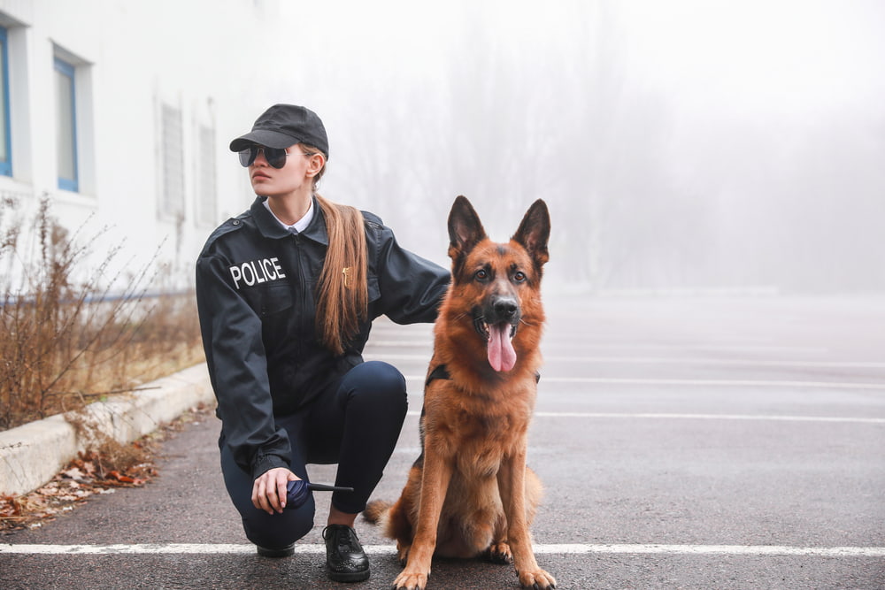 6 Police Dog Breeds That Help Law Enforcement