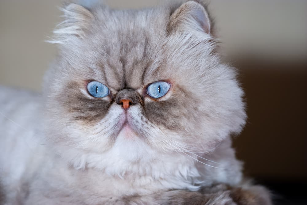 Persian cat with blue eyes