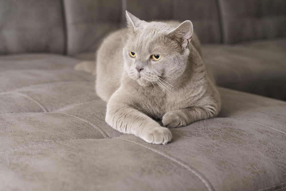 150 Awesome Gray Cat Names