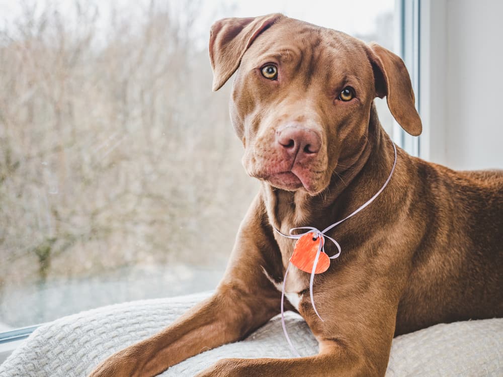 Brown Pit Bull on bed