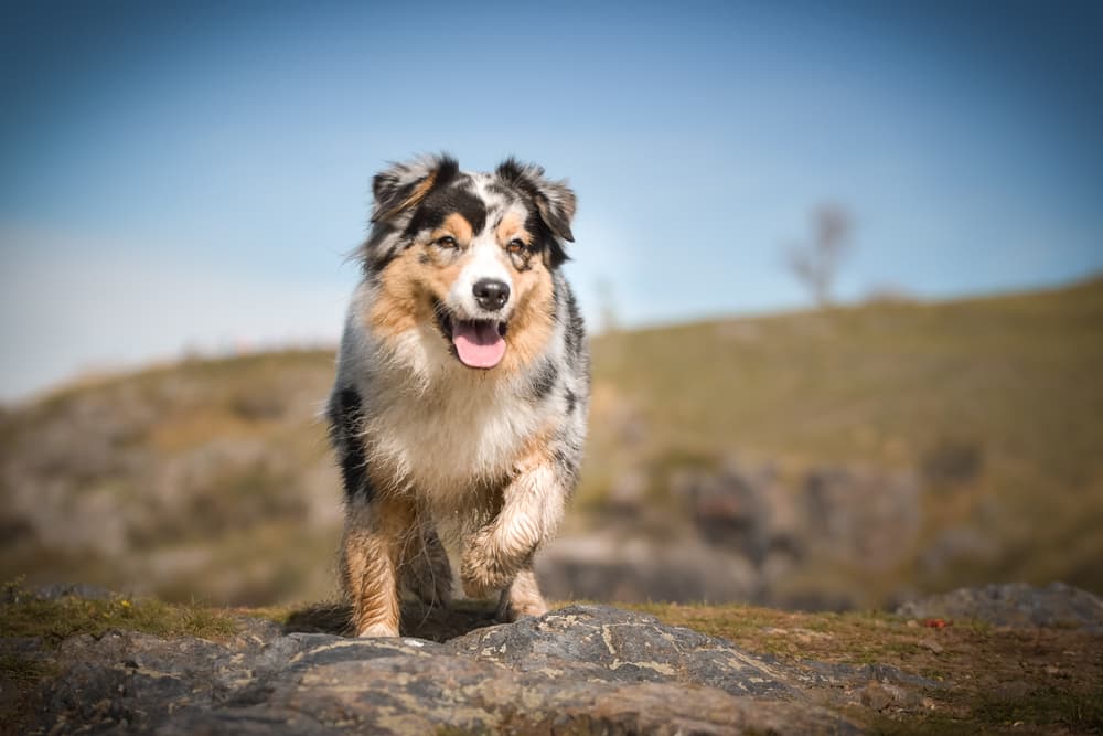 Aussie dog sitting outdoors