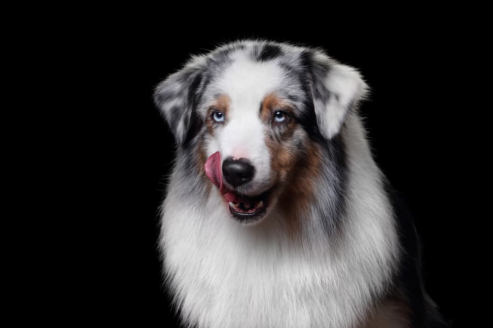 Portrait of Australian Shepherd