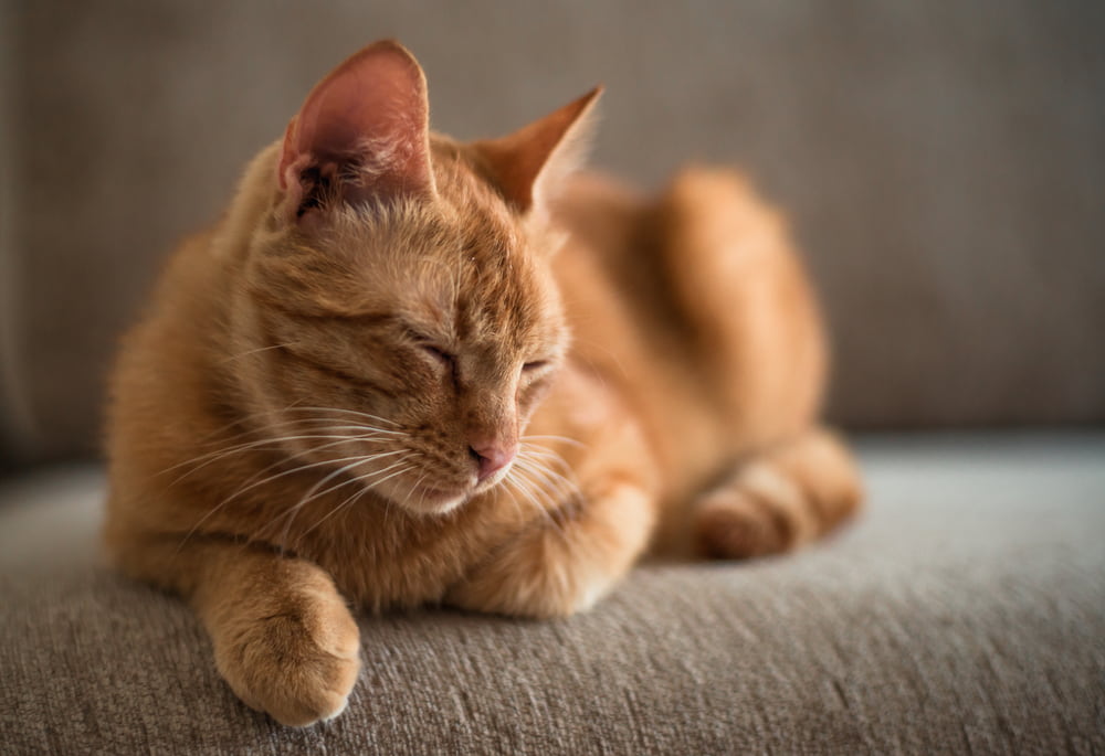 Lethargic cat on couch