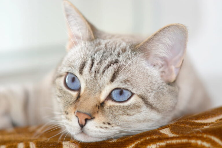 Cat with kidney disease