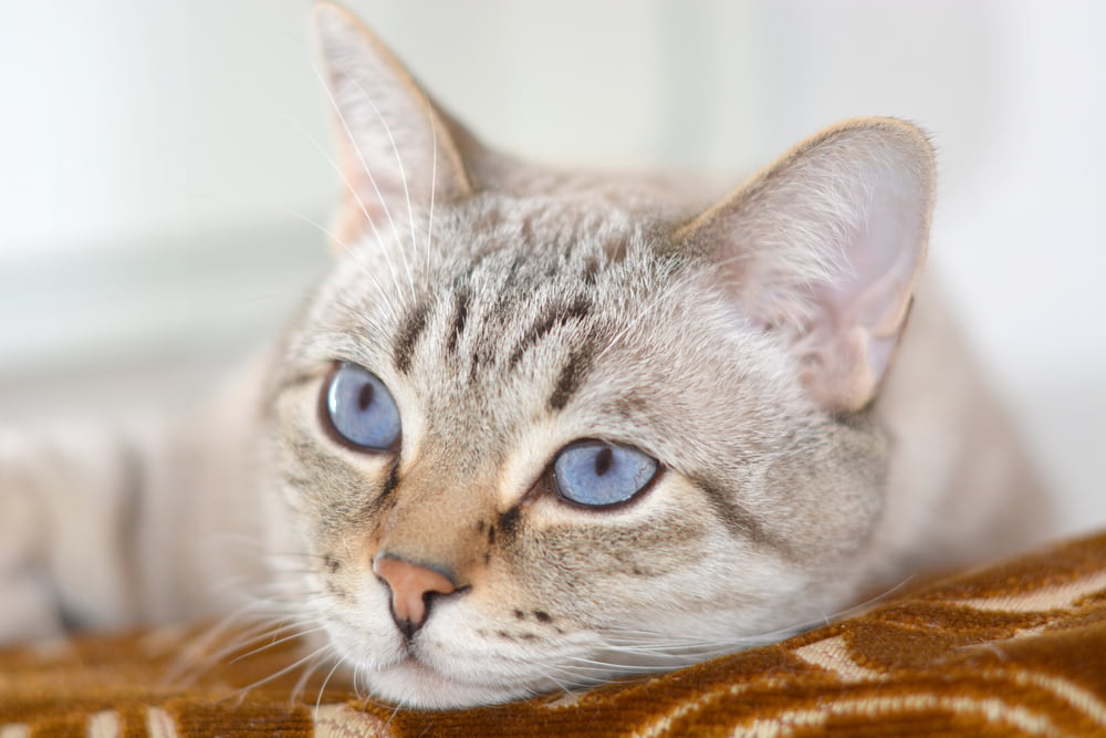 Kidney Disease in Cats