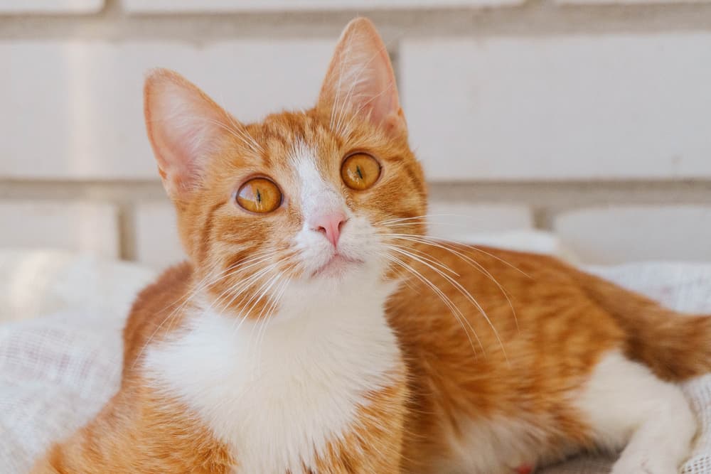 Hypertrophic Cardiomyopathy (HCM) in Cats