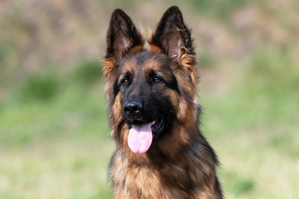 Sweet German Shepherd with tongue out