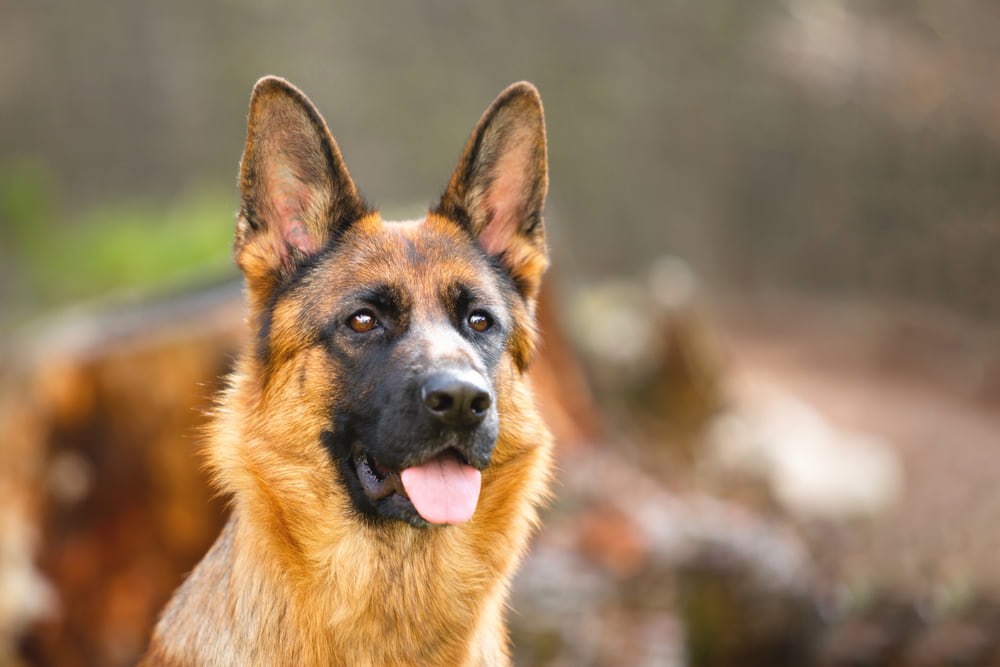 German Shepherd with tongue out