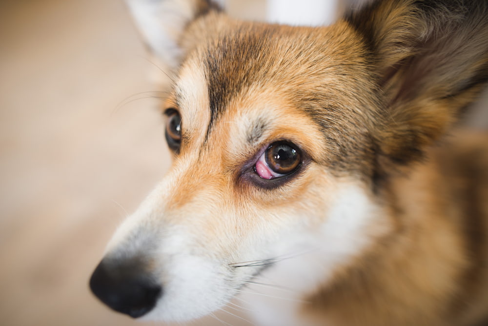 Corgi with cherry eye