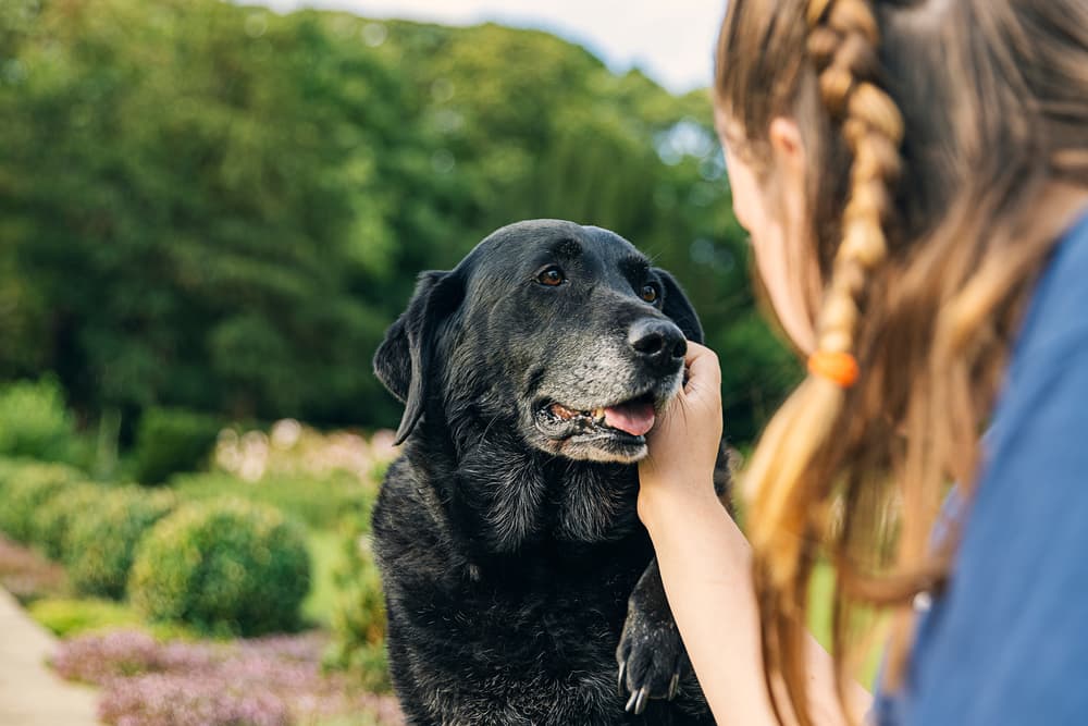 Senior Dog Adoption Checklist