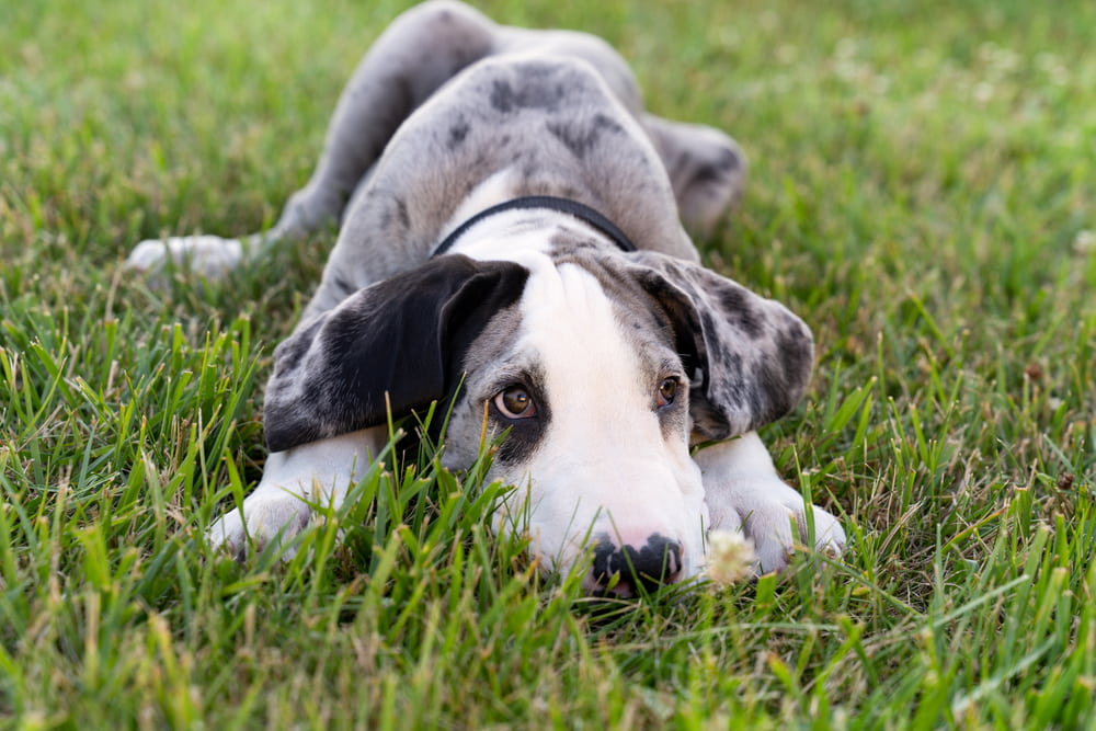 Great Dane puppy in grass