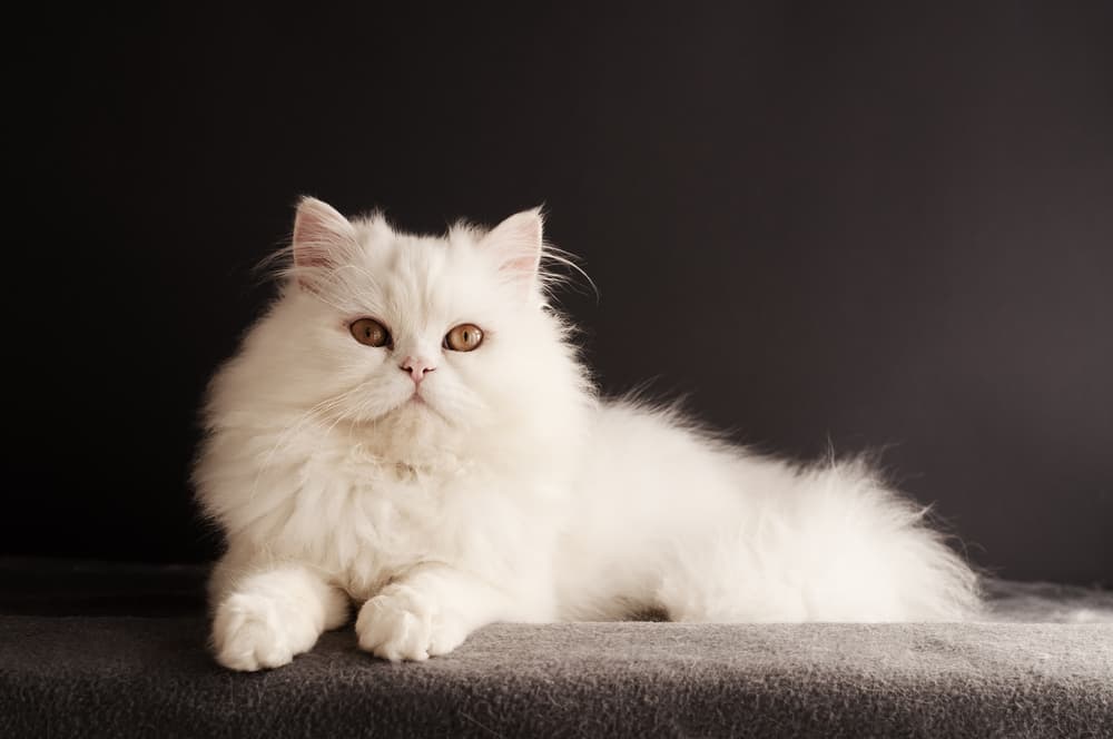 White Persian cat on black background
