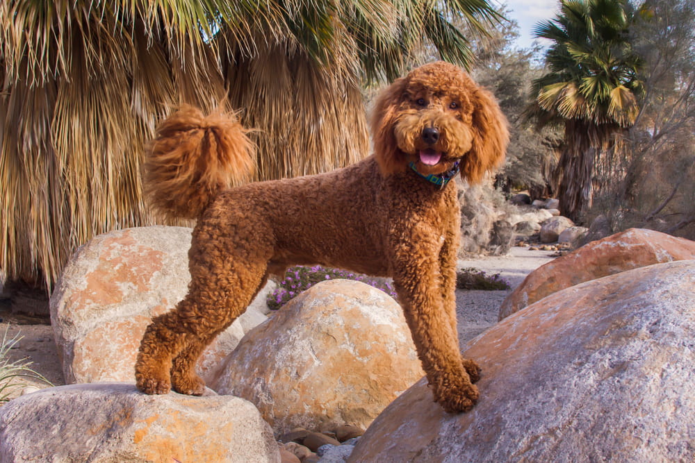 Brown Labradoodle on rocks