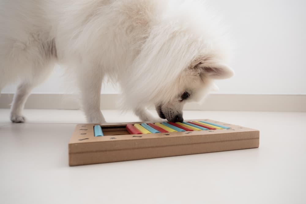 Dog with puzzle toy