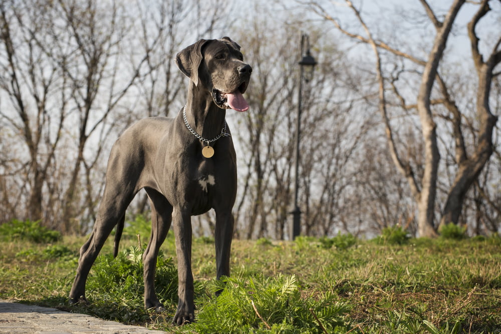 Great Dane in park