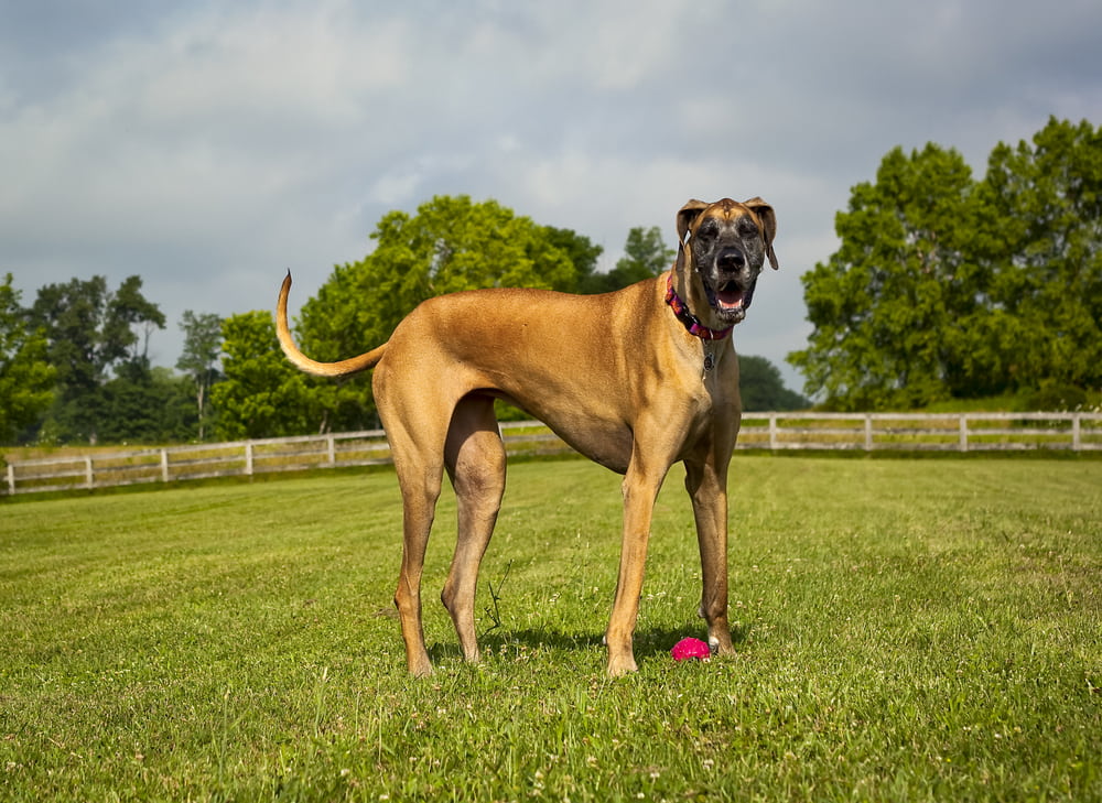 Great Dane playing ball outside