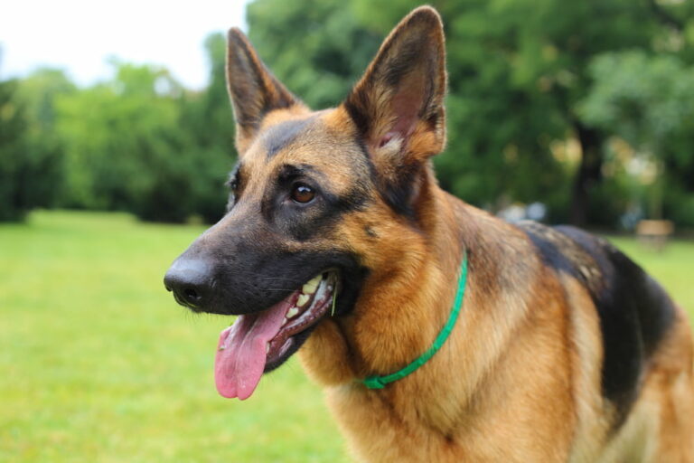German Shepherd outside