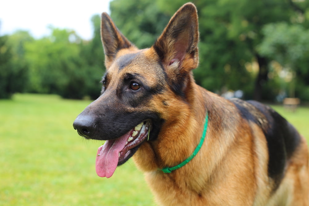 German Shepherd