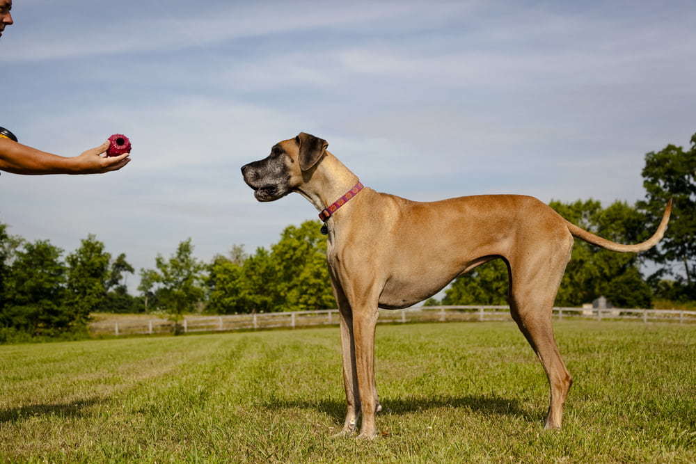 Great Dane playing ball