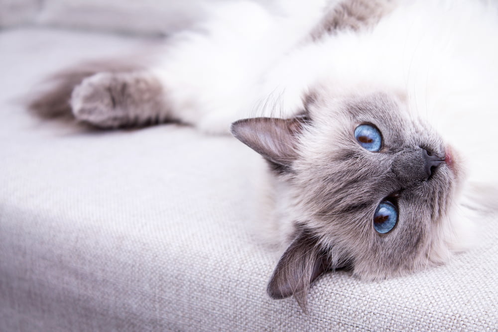 Playful rag doll cat