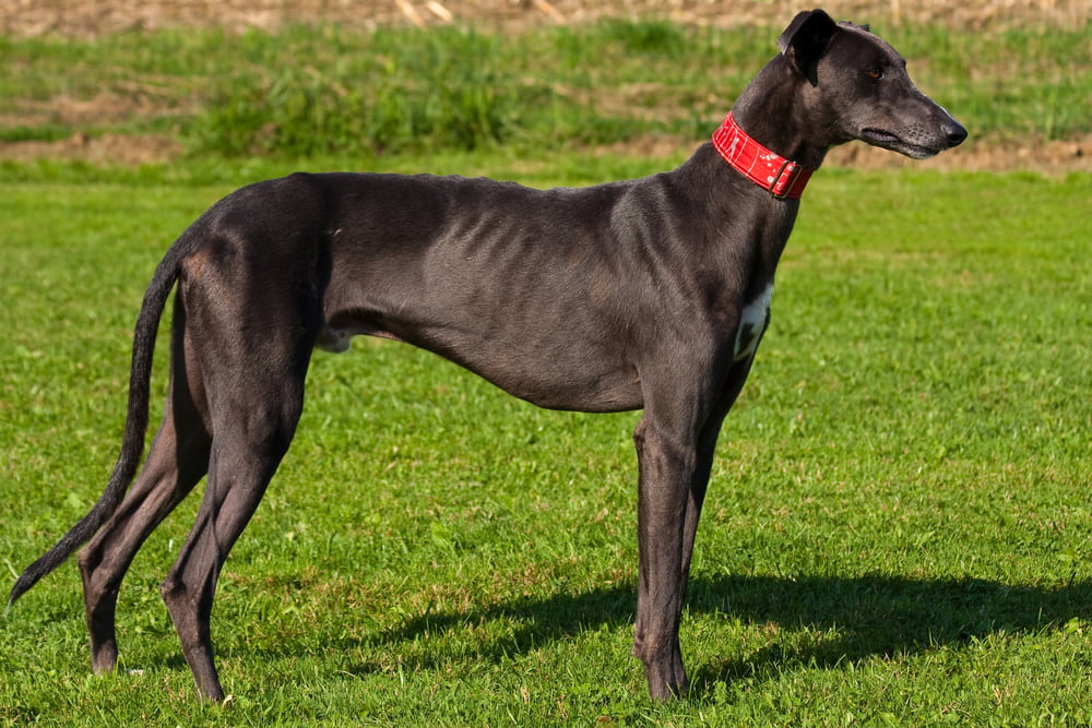 Black Greyhound outside