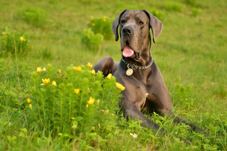 Great Dane in flower field