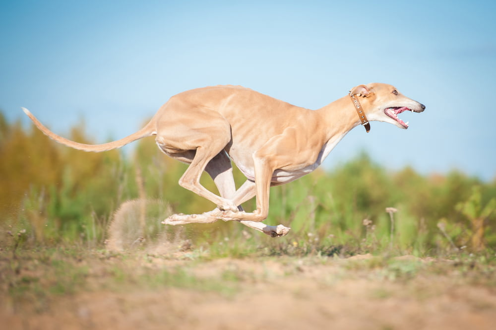 Tan Greyhound running