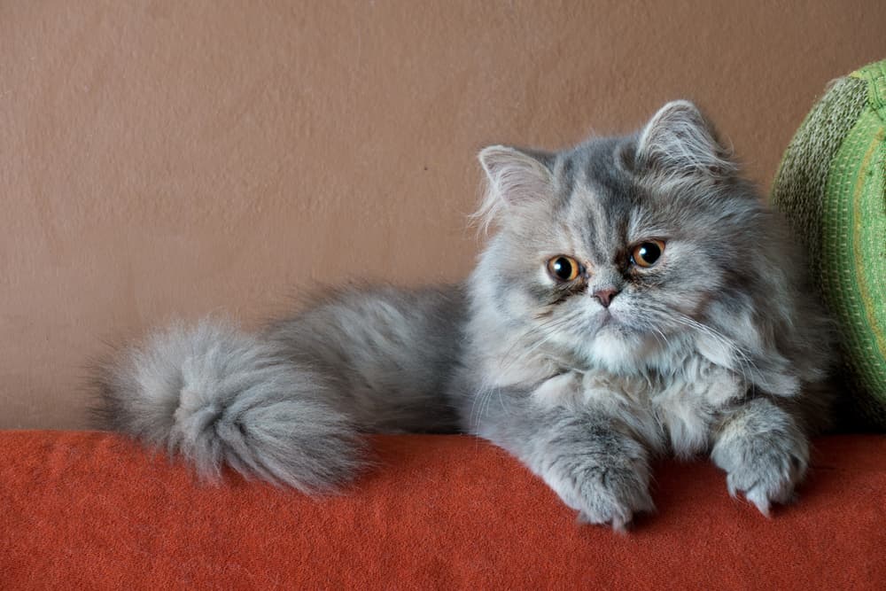 Gray Persian cat